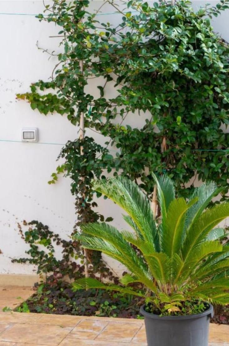 Apartmán Aurora E Alba Casalabate Exteriér fotografie